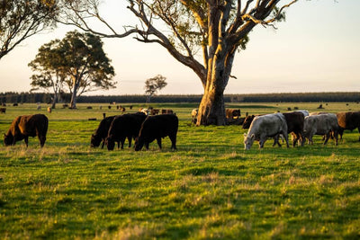 Everyone Benefits From Sustainable Ranching
